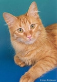 The Turkish Angora Cat Breed