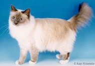 The Birman Cat Breed