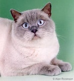 The British Shorthair Cat Breed