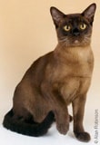 The Burmese Cat Breed