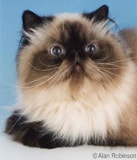 The Himalayan Cat Breed