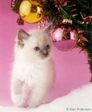 The Ragdoll Cat Breed