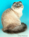 The Scottish Fold Cat Breed