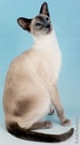The Siamese Cat Breed