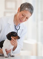 Finding vet