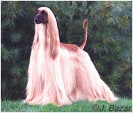 The Afghan Hound Dog Breed