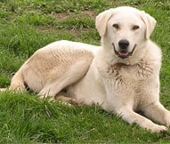 The Akbash Dog Breed