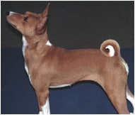 The Basenji Dog Breed