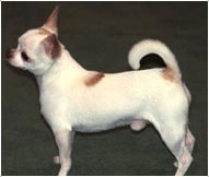 The Chihuahua Dog Breed
