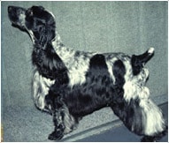 The English Cocker Spaniel Dog Breed