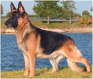 The German Shephard Dog Breed