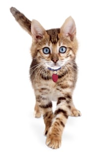 Kitten walking