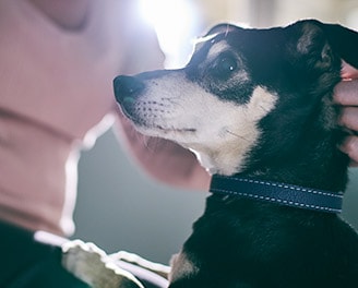 Dog image