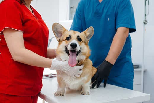In a modern veterinary clinic, a thoroughbred Corgi dog is examined. Veterinary clinic