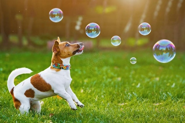 A dog chasing bubbles.