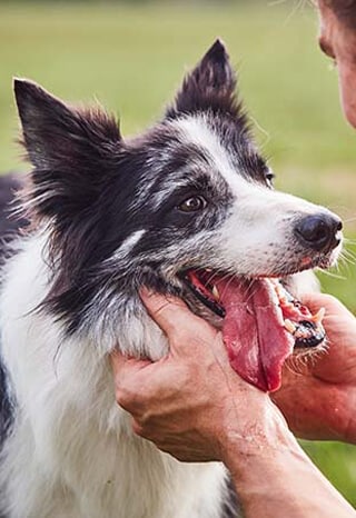 Border Collie gets scritches