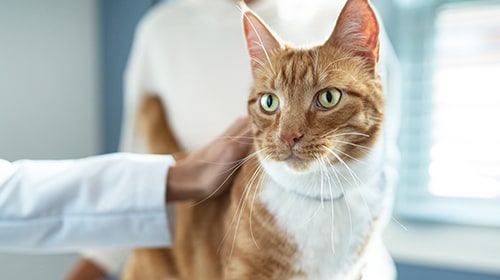 Cat In Veterinary Clinic
