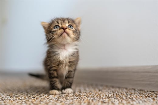 Kitten at home