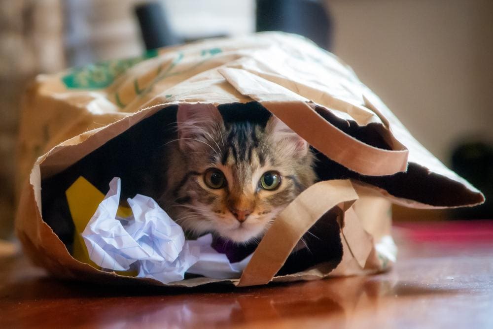 kitten inside a supermarket bag