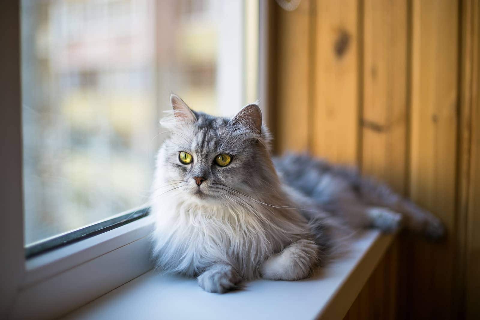 Long-haired cat relaxing on a windowsill.