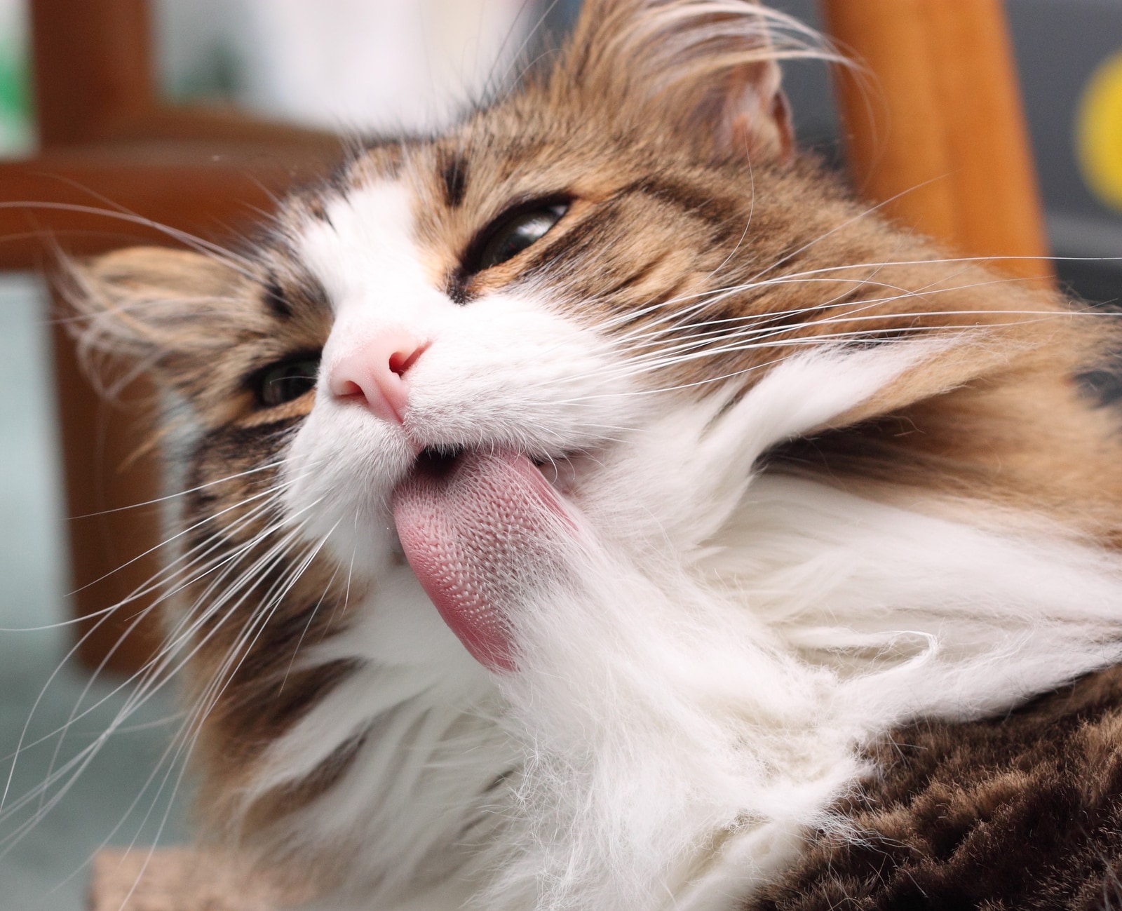 long-haired-cat-grooms-self Long-haired cat grooms itself.