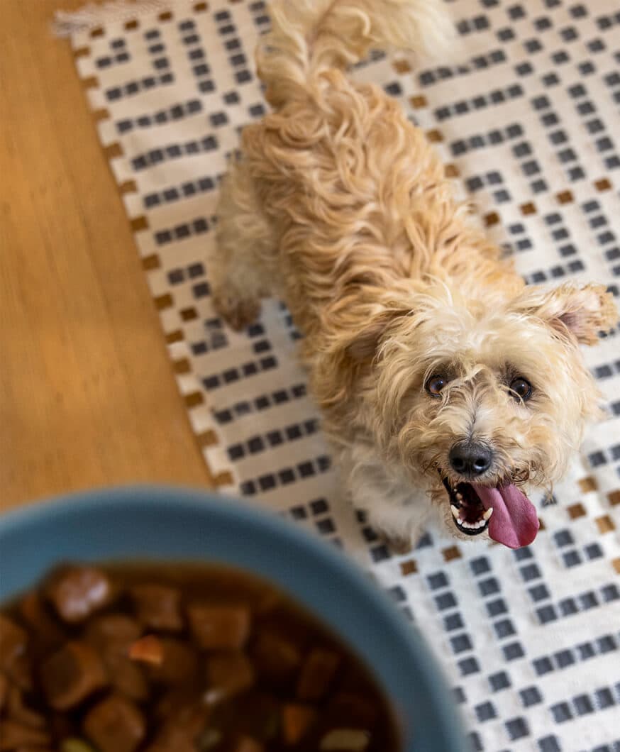 research scientist holding kibble