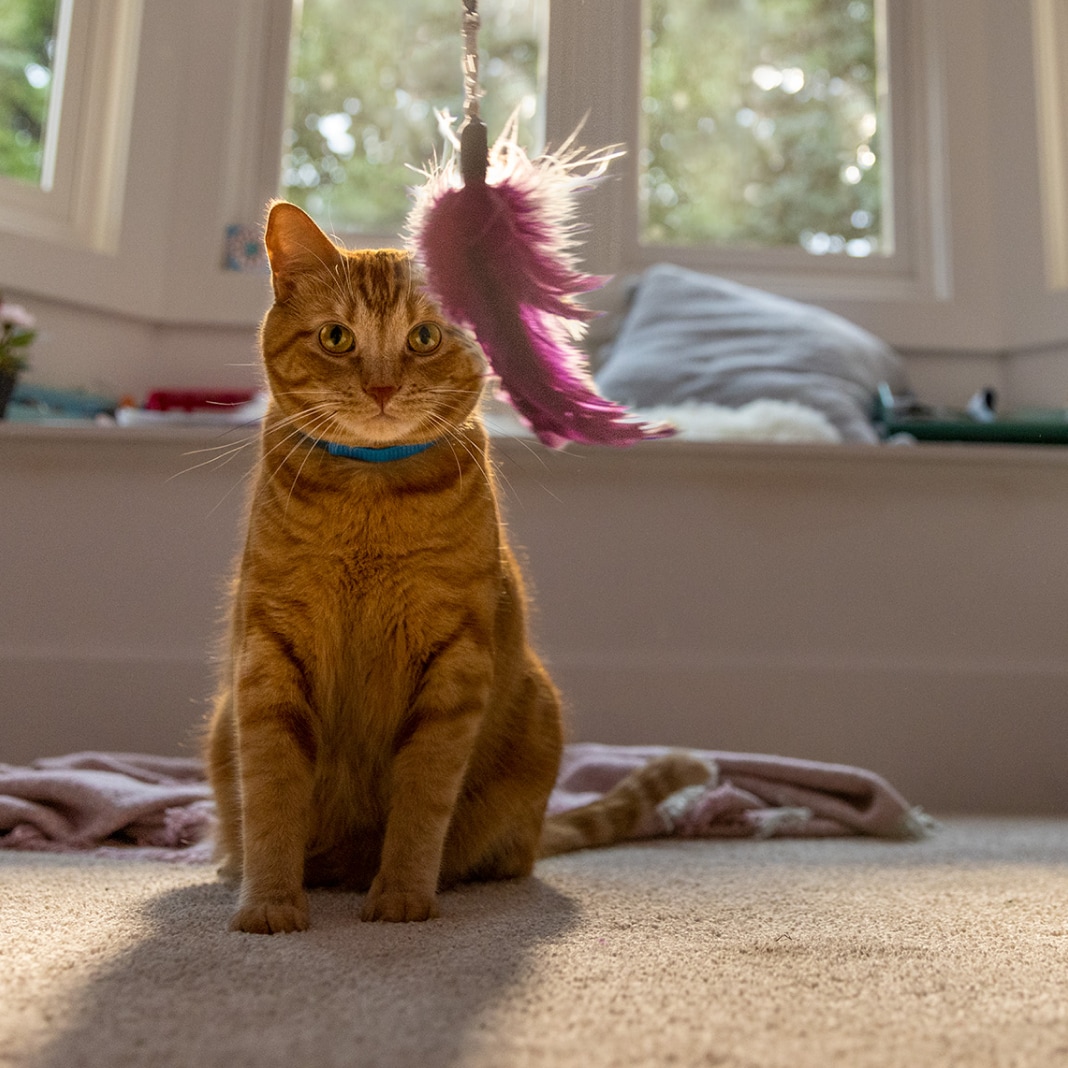 cat sitting looking at toy