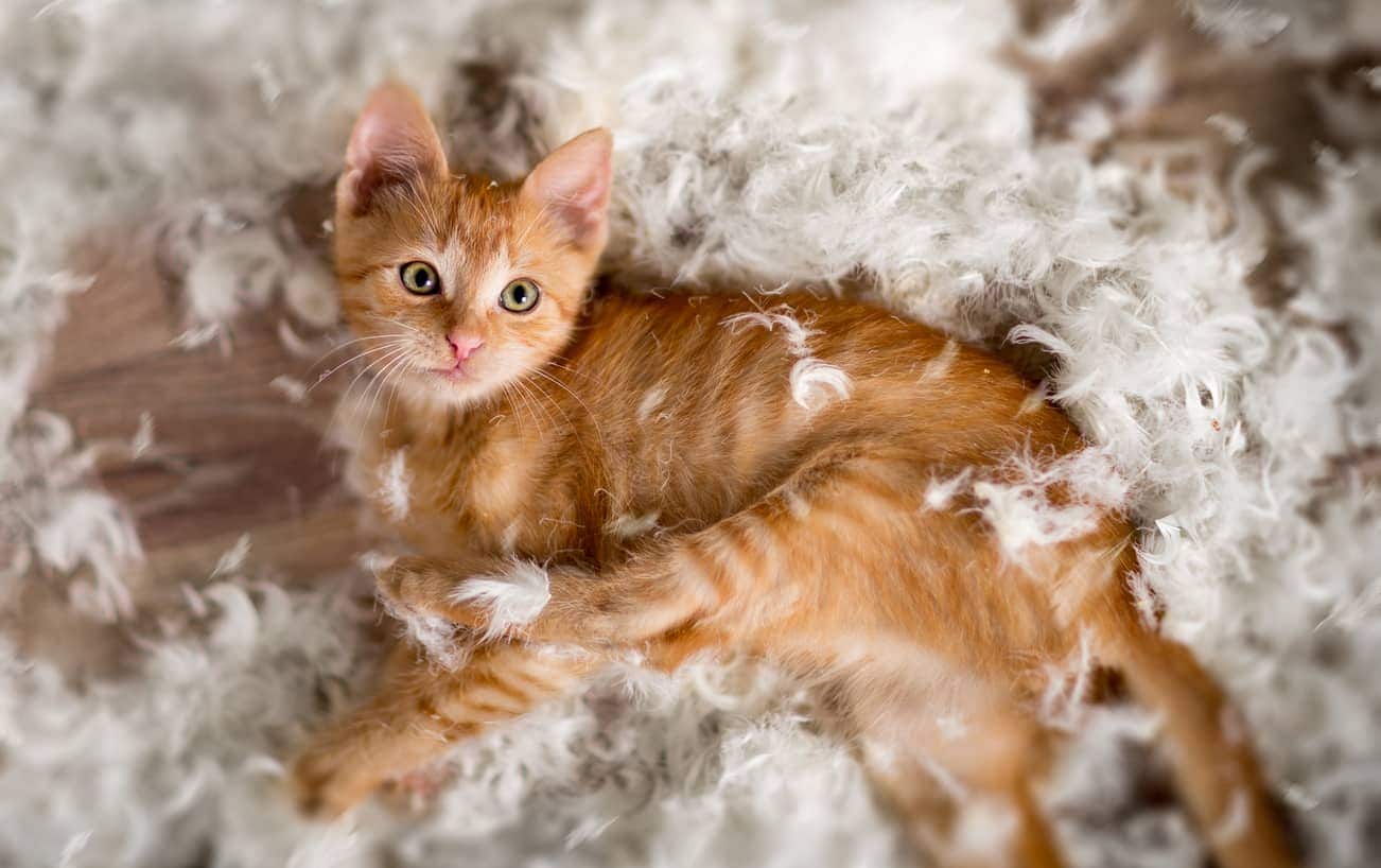 Little kitten playing with feathers
