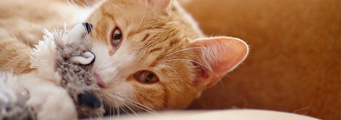 orange tabby holding stuffed toy