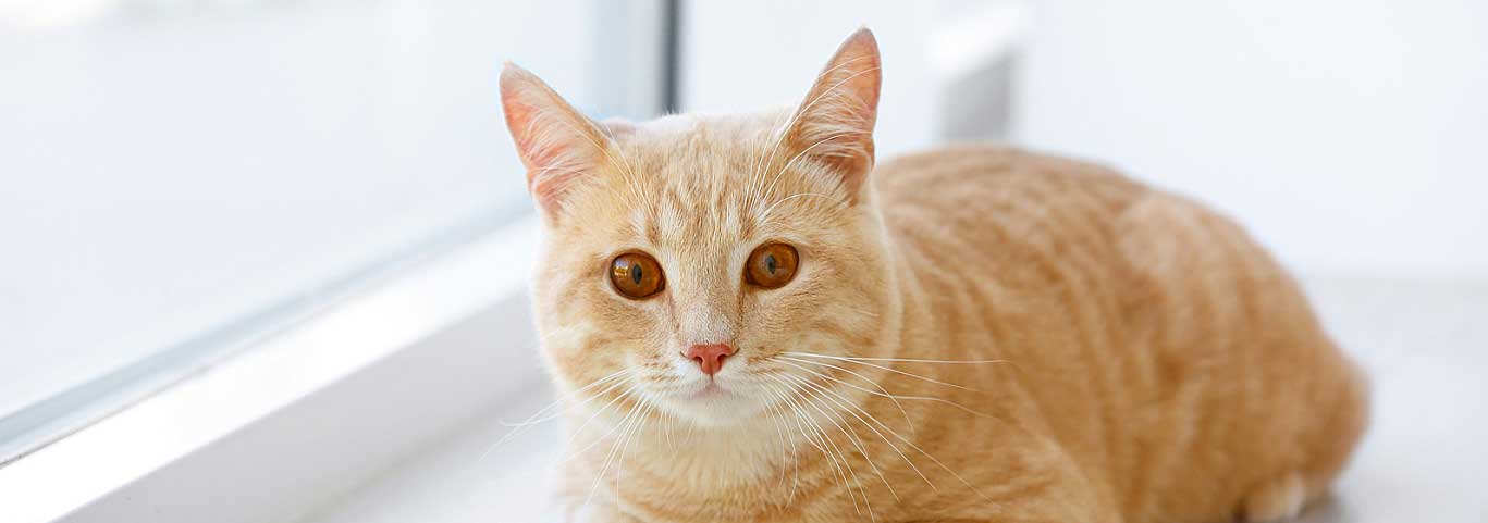 Cute cat on windowsill