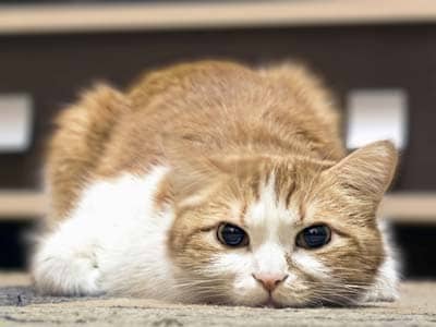 Orange and white cat lying down staring straight ahead.