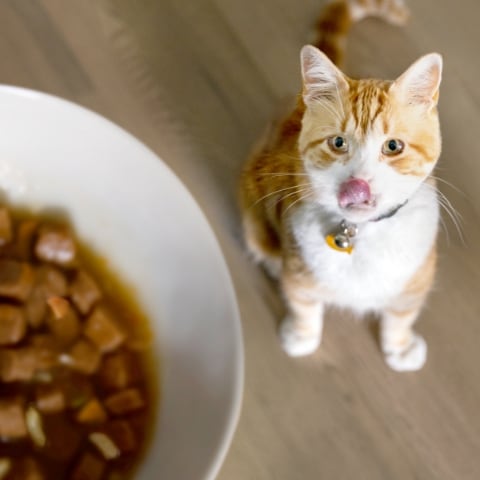 Dog with face in food bowl