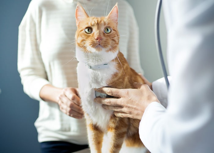 veterinarian examining cat