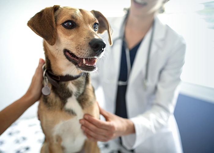 veterinarian examining dog