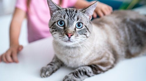 cat sitting on counter top
