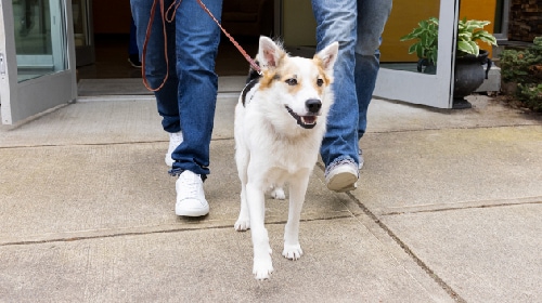 image of dog on a walk 