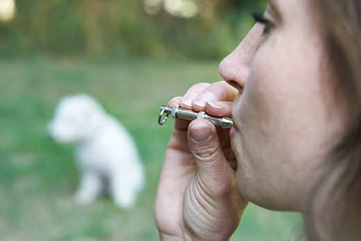 Pet Owner Training Dog Using Whistle