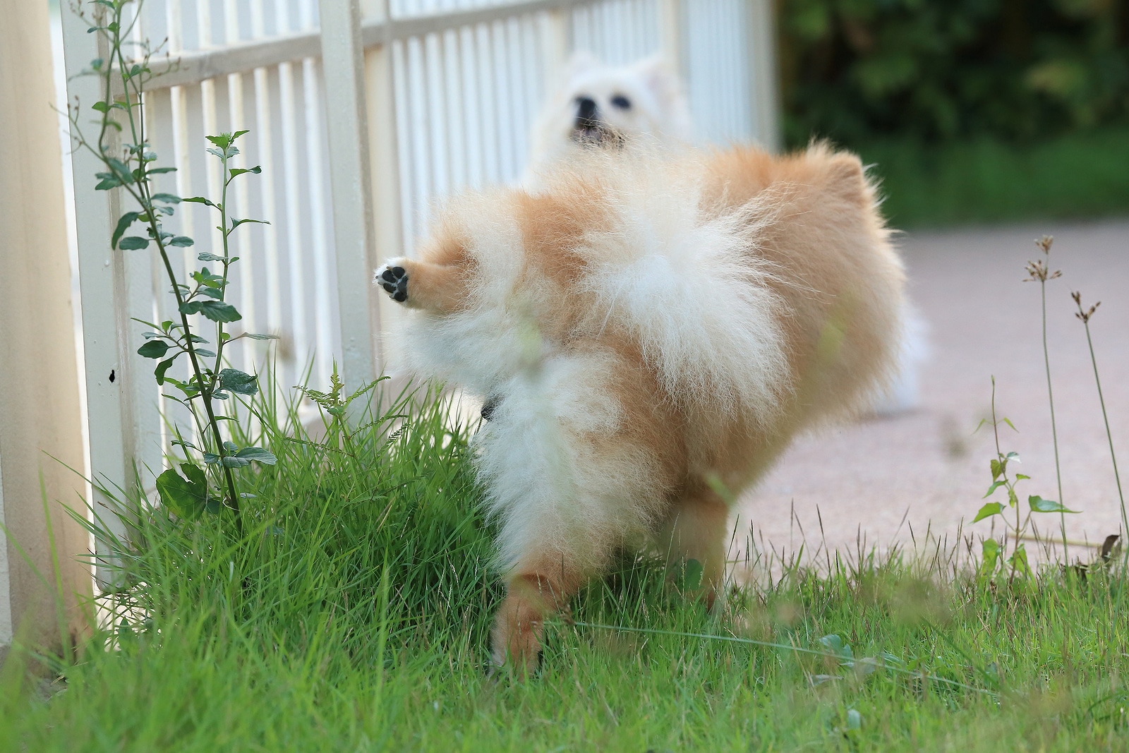 pomeranian-peeing-on-patch-of-grass Pomeranian hikes leg and pees on a tall patch of grass while another looks on.