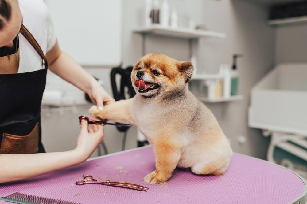 professional grooming for small dog