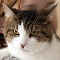Senior Cat Image
