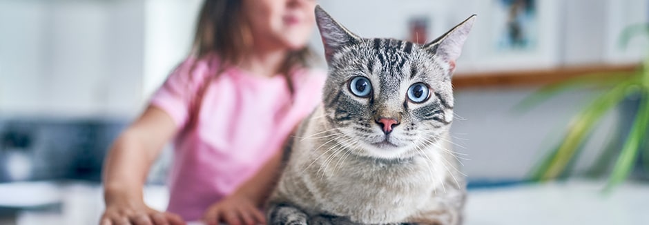 Grey cat sits with little girl in pink shirt