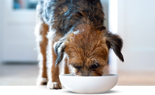 dog in kitchen eating out of a bowl