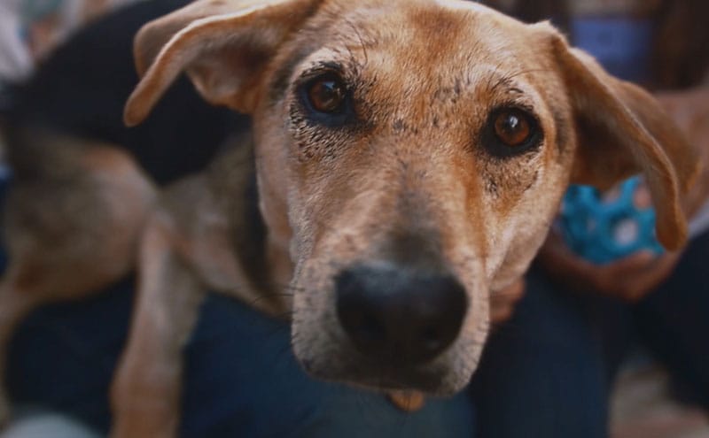 image of dog after nutrition and treatment