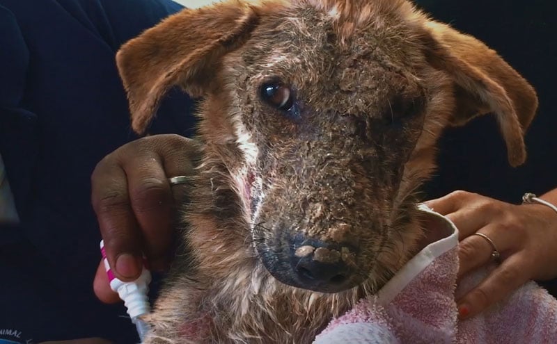 image of dog before nutrition and treatment
