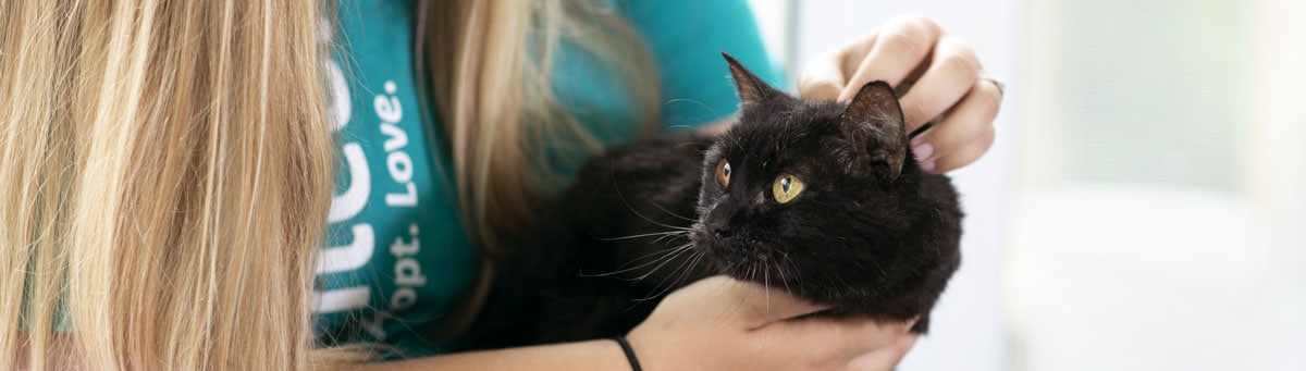 woman petting cat