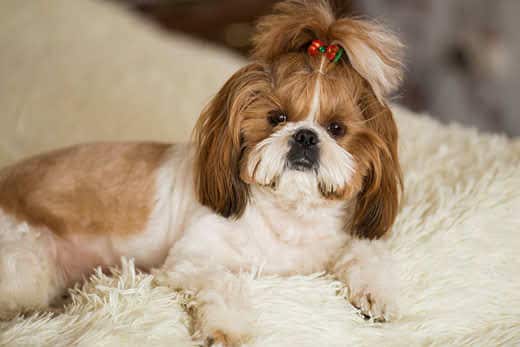 A cute Shih Tzu dog with a bow lies on the sofa at home. Dog looking at the camera