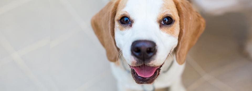 Happy dog looking up at camera