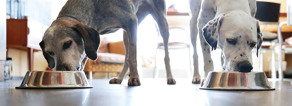 Two older dogs eating from their bowls