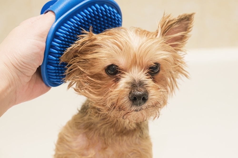 Small Yorkshire terrier dog after bathing. Owner of the dog combs the animal's coat with a rubber massage brush. Pet care, hygiene.