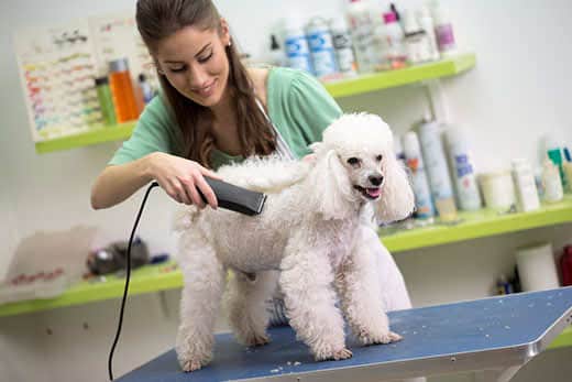 smiling woman haircut white poodle in hair service